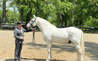 Welcome to the Irish Draught Division at the 171st Upperville Colt & Horse Show presented by MARS Equestrian™